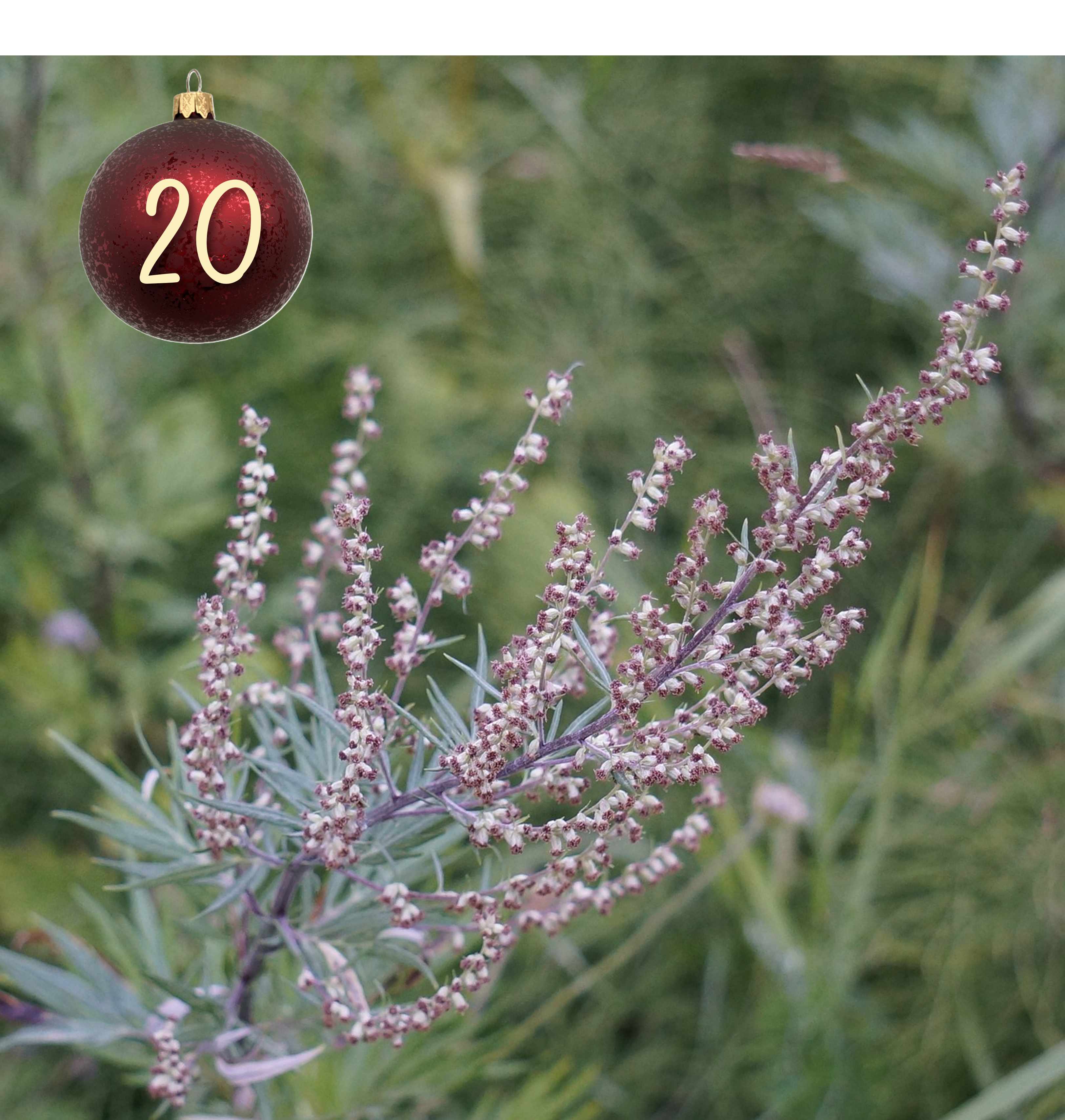 Beifuß – Heilen und Genießen nicht nur an Weihnachten