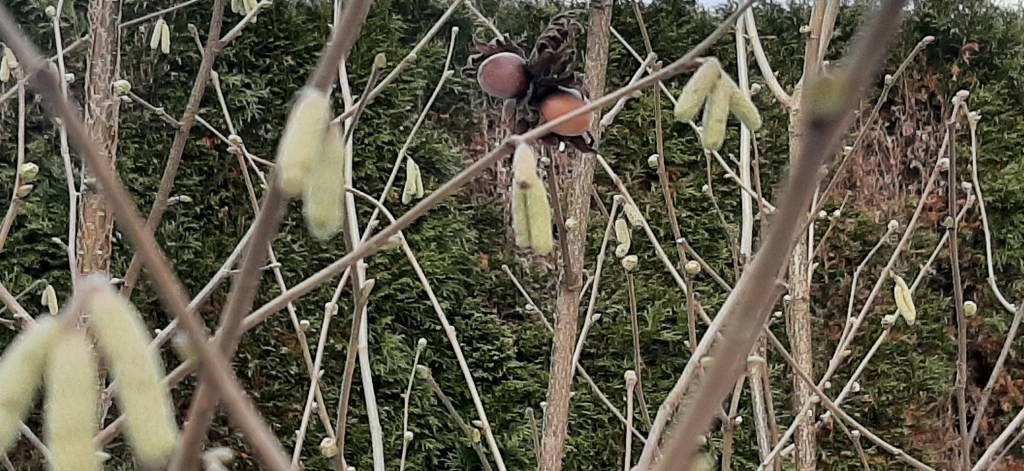Zwischen Kätzchen und Nüssen: Alt und Neu harmonisch miteinander