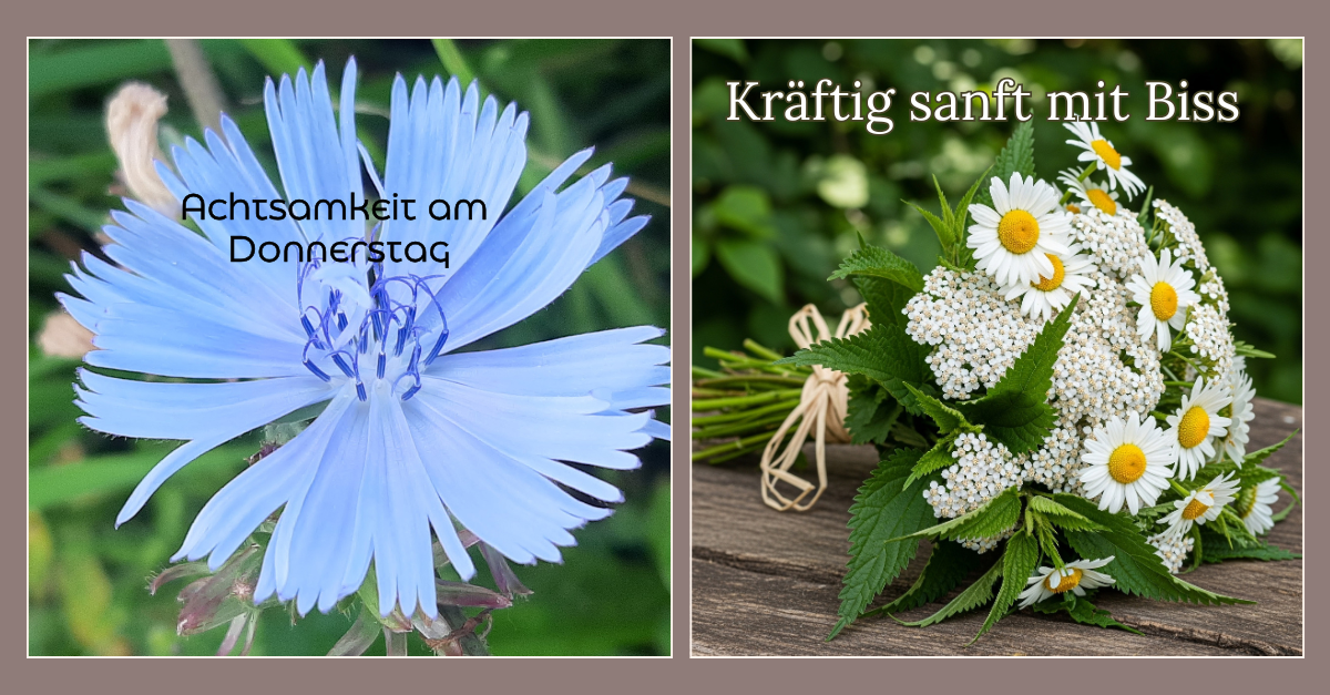 Welches Wildkraut bist Du heute? 🌿