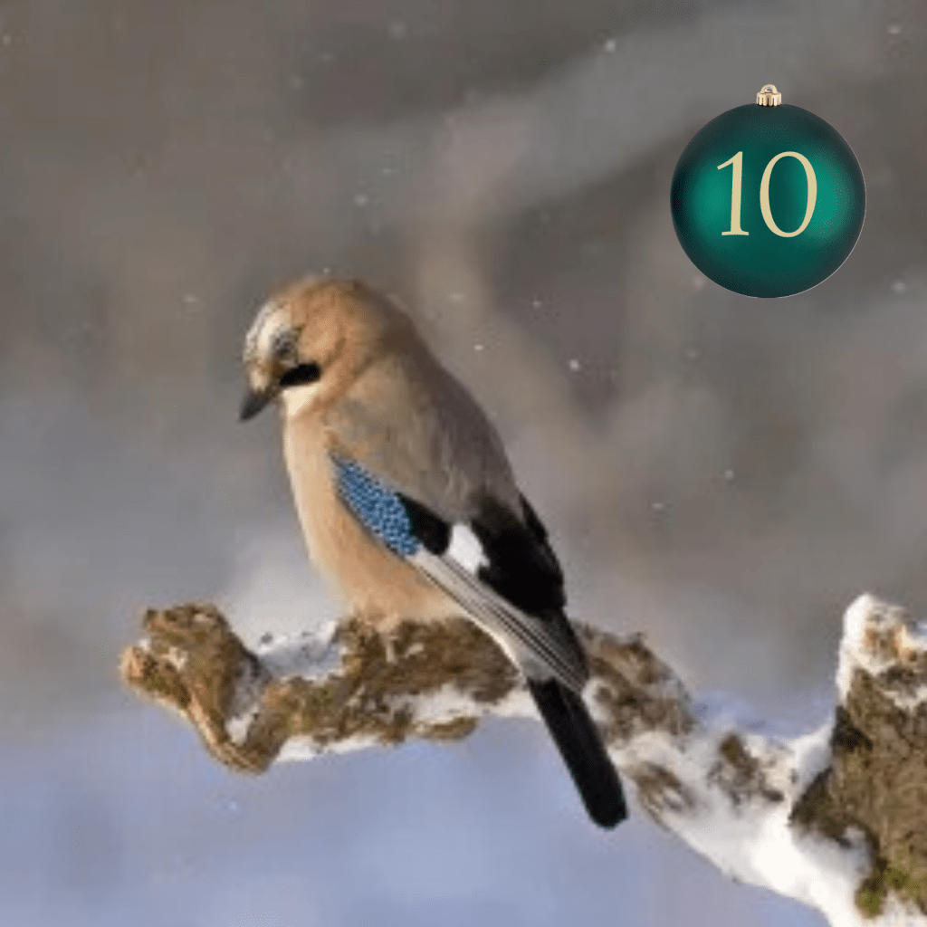 Adventskranz und Weihnachtsbaum – alternative „Entsorgungswege“…