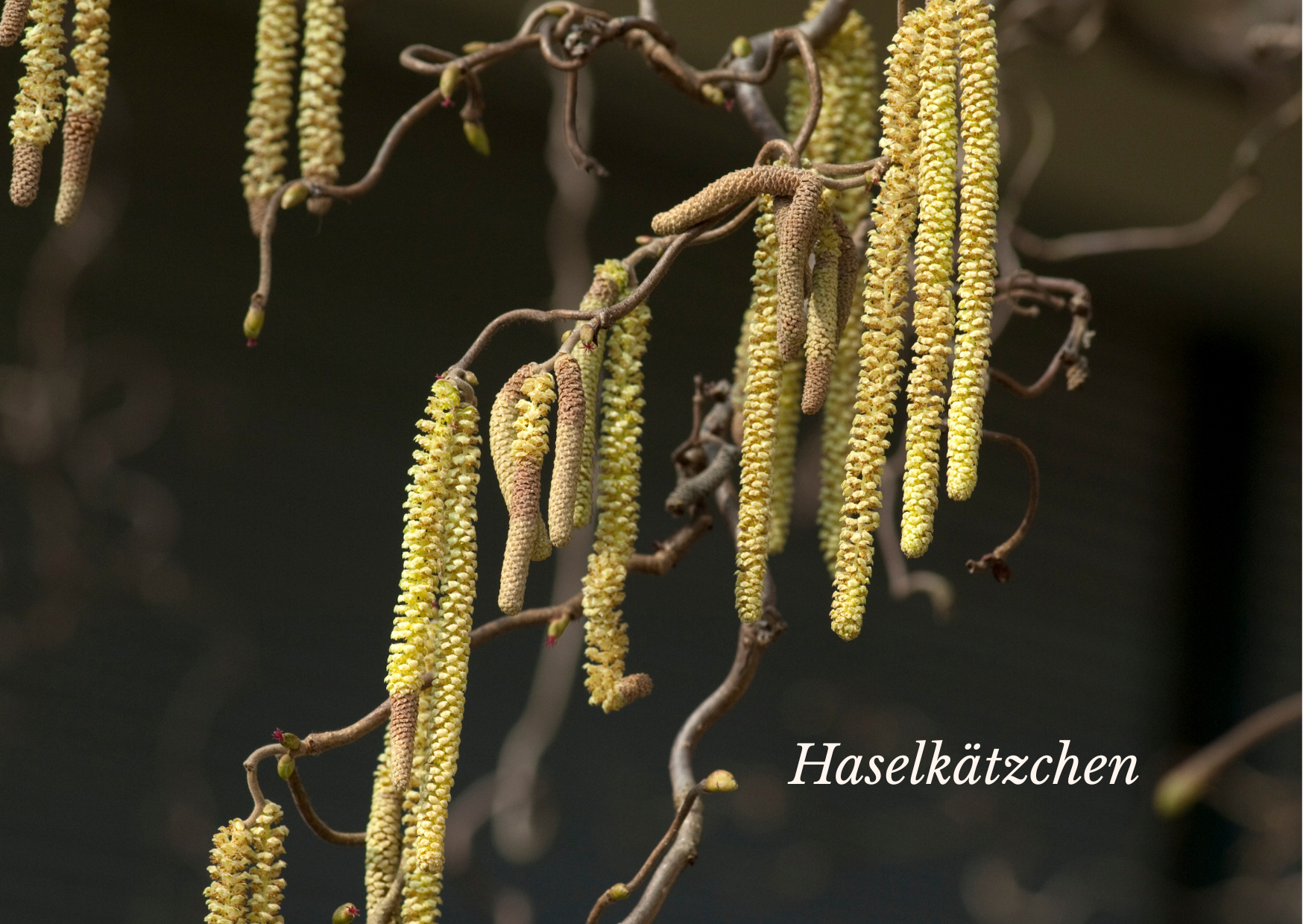 Haselkätzchen – schön, lecker und heilsam